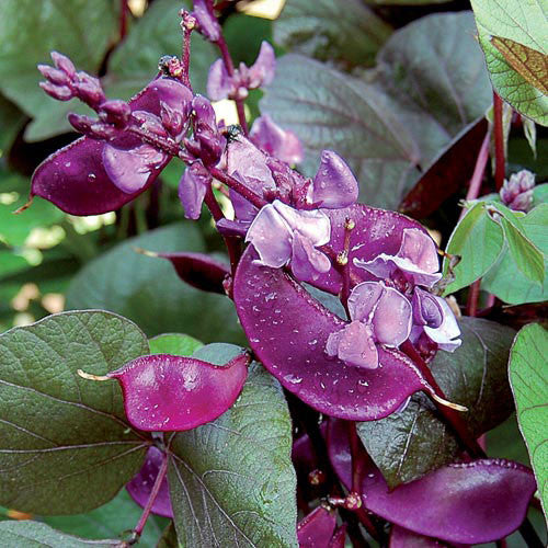 Seed Savers - Ruby Moon Hyacinth Bean