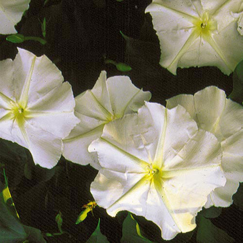 Seed Savers - Moonflower
