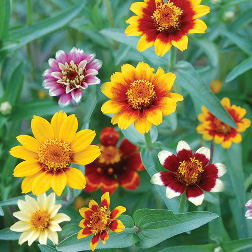 Seed Savers - Persian Carpets Zinnia