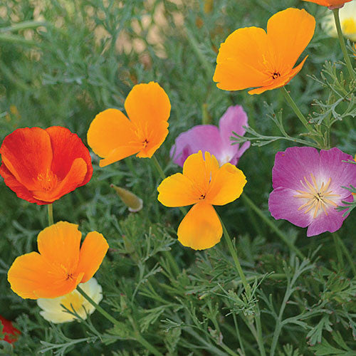 Seed Savers - California Poppy Mix