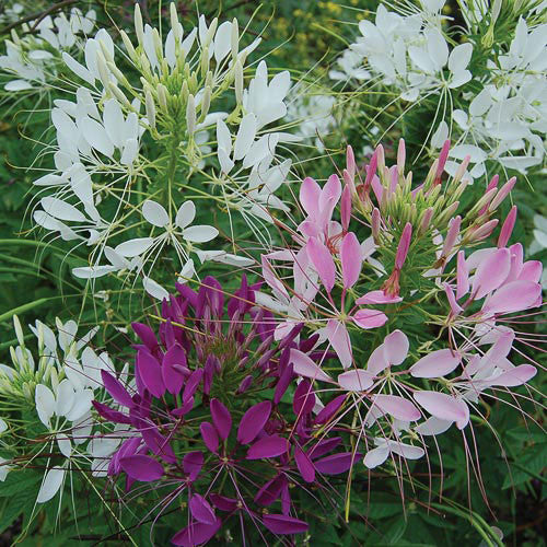 Seed Savers - Cleome Spider Flower