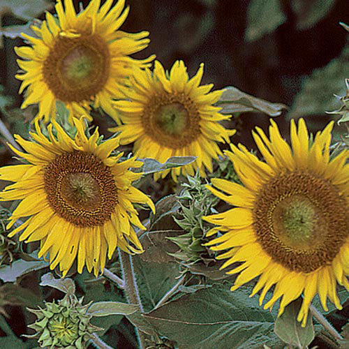 Seed Savers - Sunflower Irish Eyes