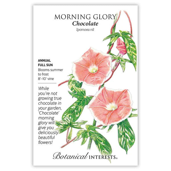 Botanical Interests - Morning Glory Chocolate