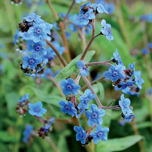 forget me not flower seeds for sale Firmament Forget-Me-Not Flower
