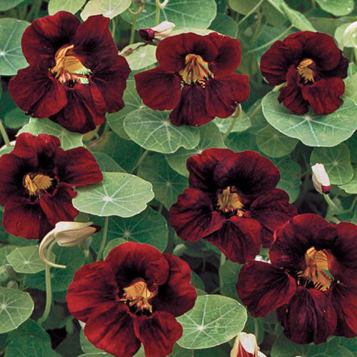 
                  
                    Seed Savers - Black Velvet Nasutium
                  
                