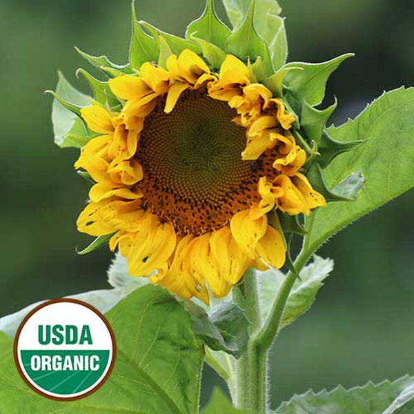 edible sunflower plants Sunflower, Mongolian Giant Organic Seeds