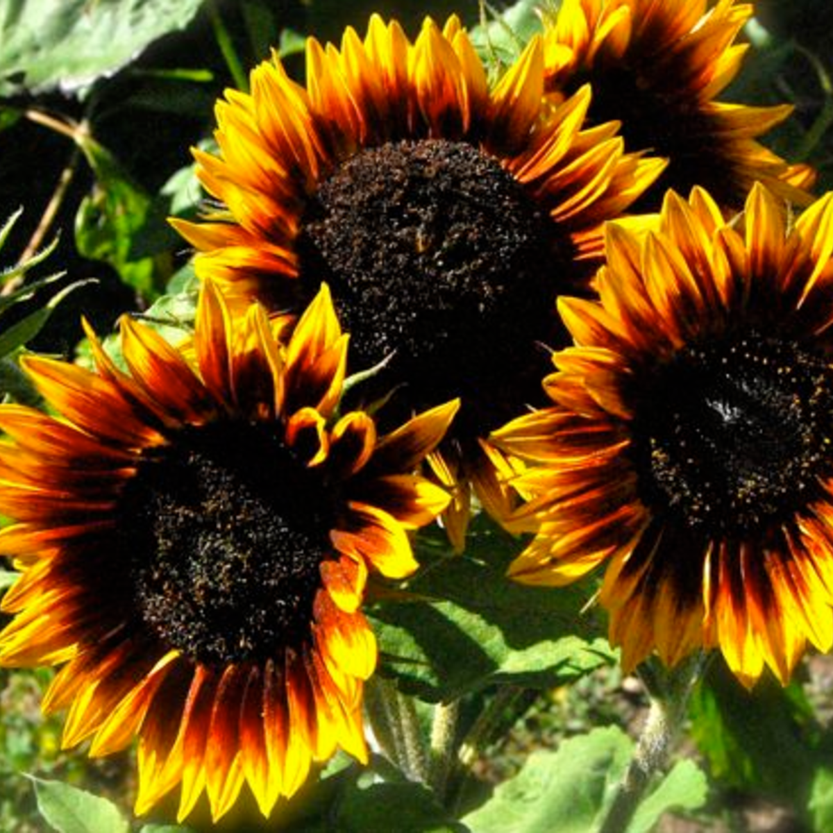 Sow the Magic Sunflower Tarot Seed Packet - Thumbnail 4