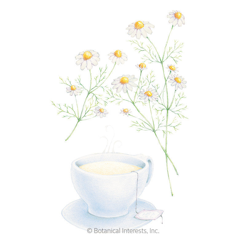 Botanical Interests - German Chamomile Seeds