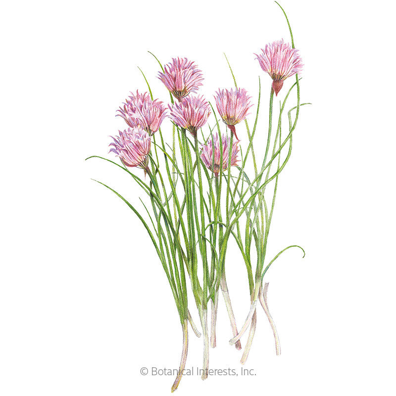Botanical Interests - Common Chives