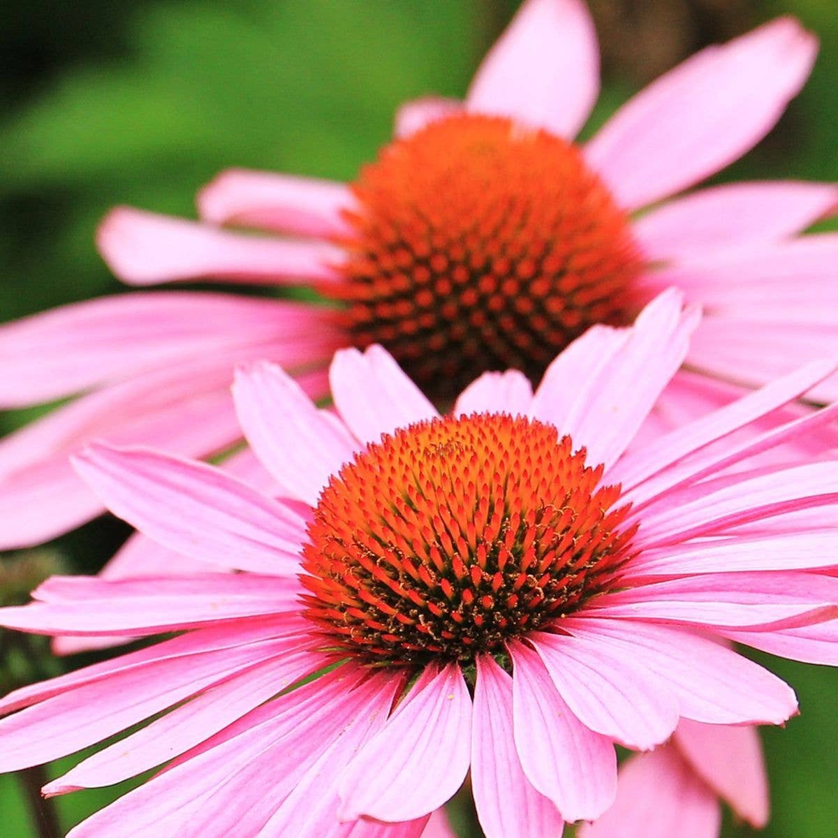 Sow the Magic Bee Balm Seed Packet
