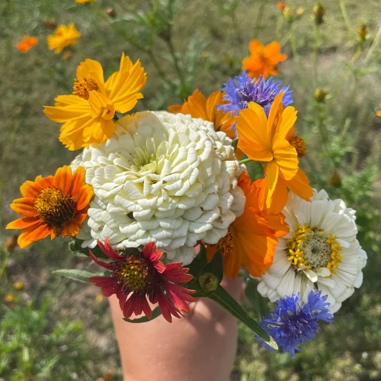 Hudson Valley Seed Co. Good Bug Blooms