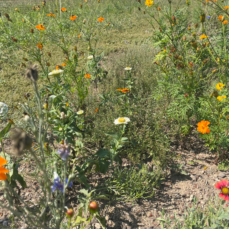 Hudson Valley Seed Co. Good Bug Blooms - Thumbnail 5