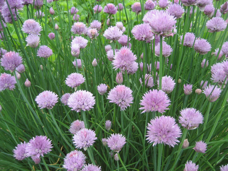 Hudson Valley Seed Co. Chive Seeds