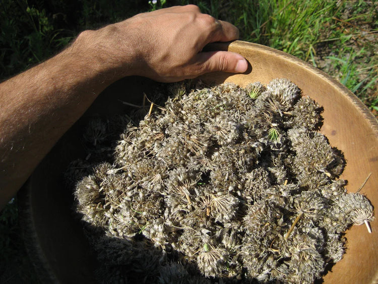 Hudson Valley Seed Co. Chive Seeds - Thumbnail 4
