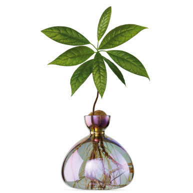 Ilex Studio Cosmic Vega Avocado Vase - Thumbnail 2
