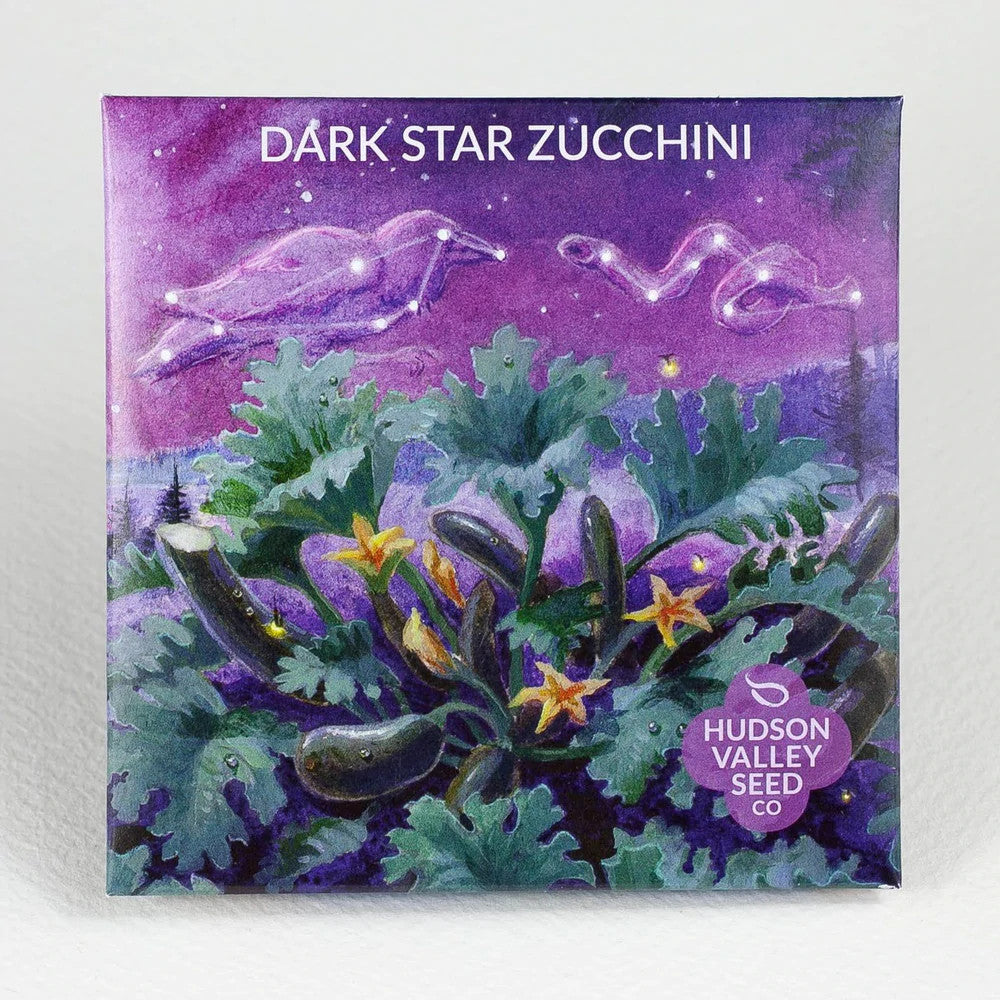 Dark Star Zucchini Seeds - Thumbnail 2