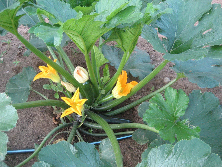 Hudson Valley Seed Co. Zucchini Seeds - Thumbnail 5