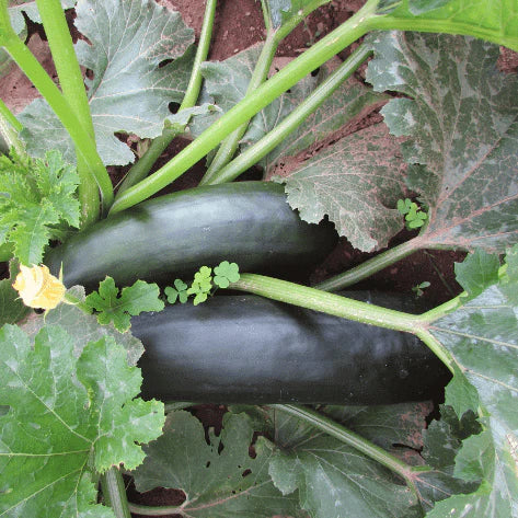 Hudson Valley Seed Co. Dark Star Zucchini Seed - Thumbnail 4