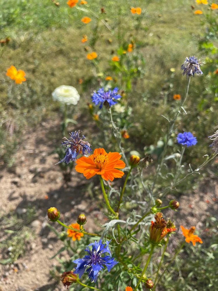 Hudson Valley Seed Co. Good Bug Blooms - Thumbnail 4