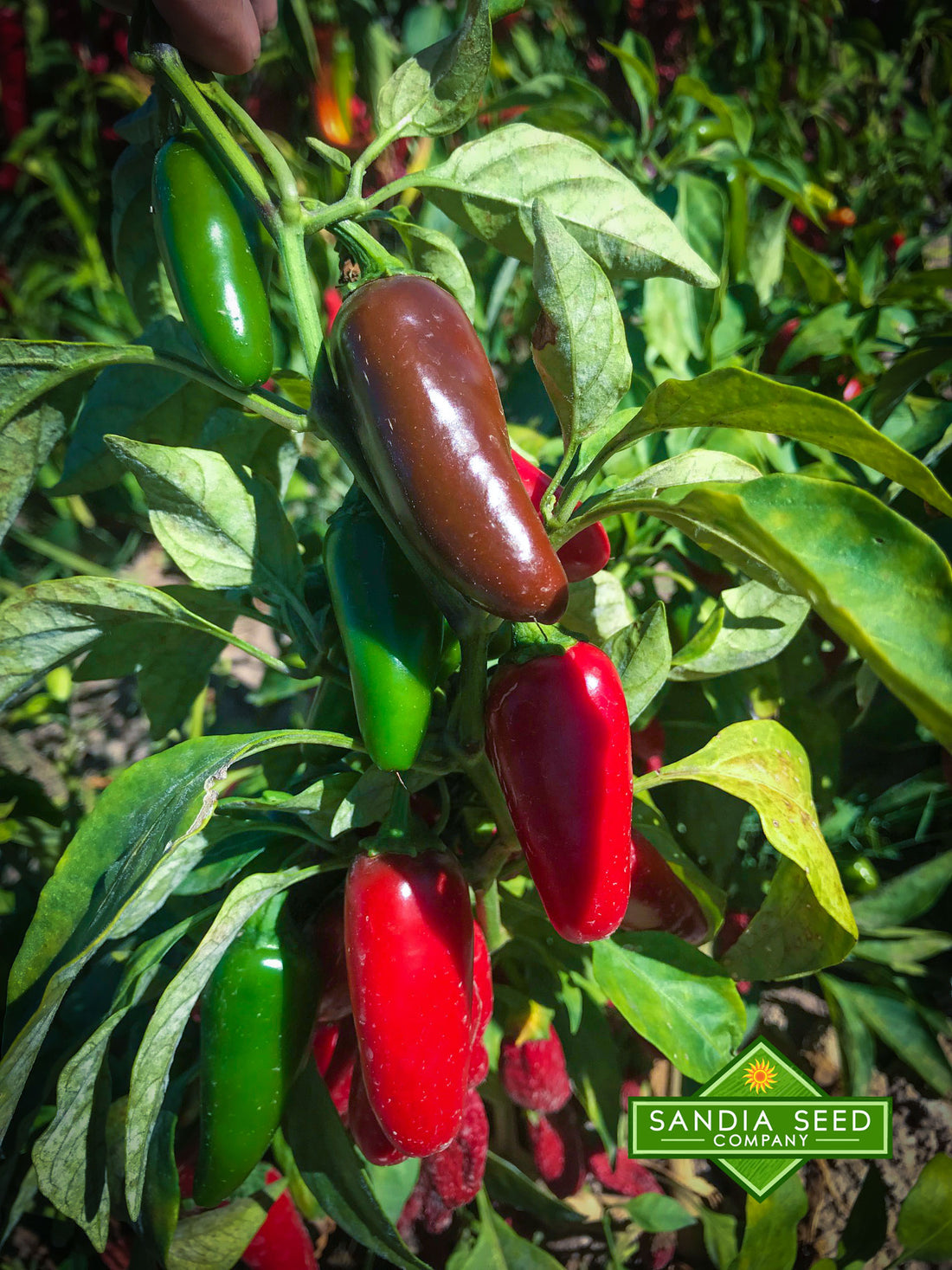 jalapeno plants from seed Jalapeno Early