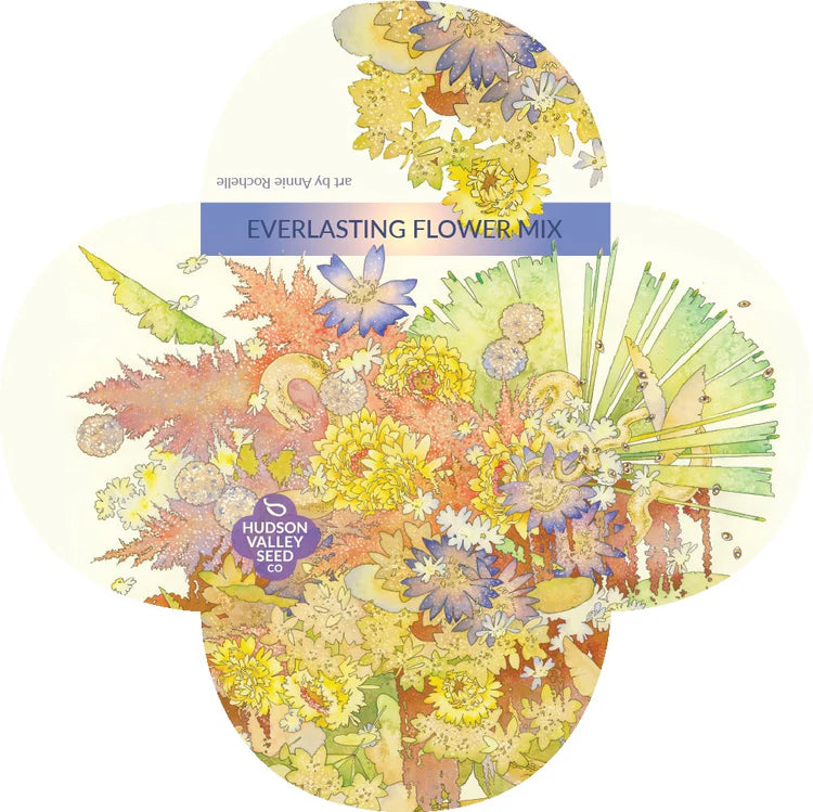 Everlasting Flower Mix - Thumbnail 2