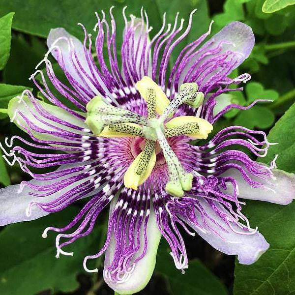 where to buy passion flower seeds Passionflower