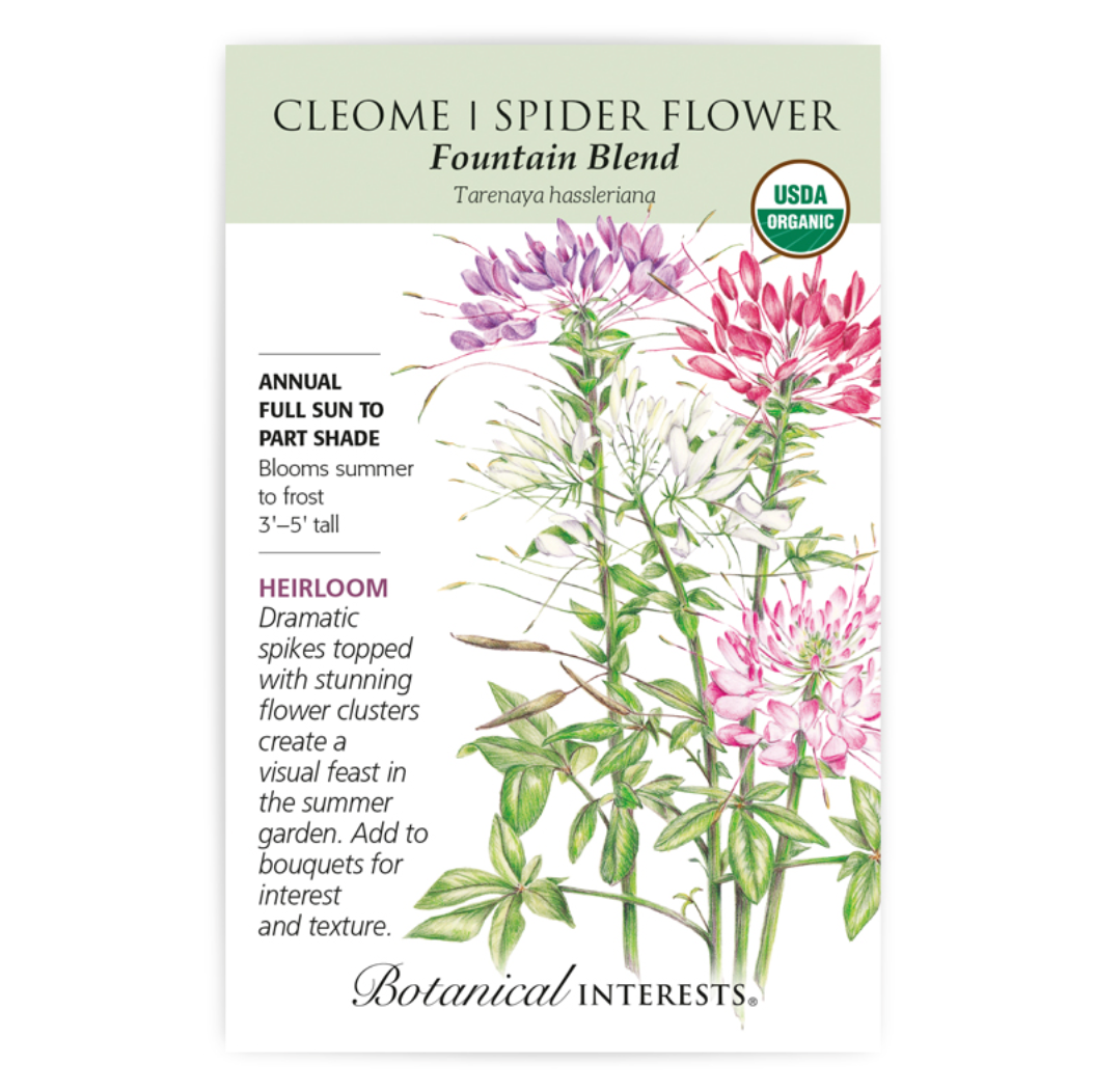 Botanical Interests - Cleome Fountain Blend Seeds