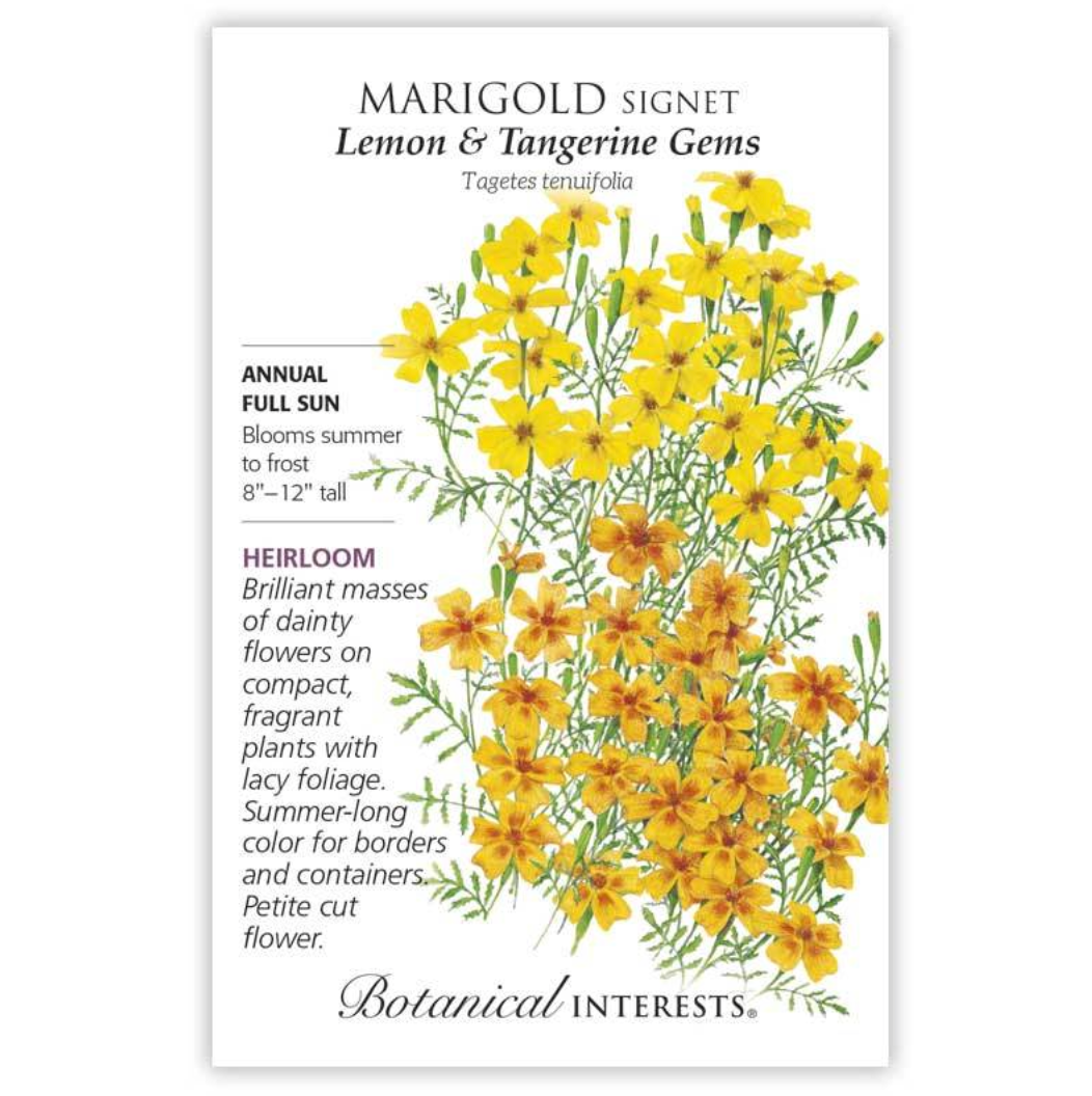 Botanical Interests - Lemon & Tangerine Gems Signet Marigold Seeds