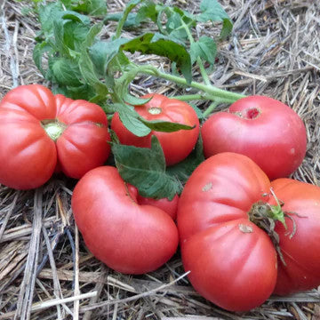 True Love Seeds - Aunt Lous Underground Railroad Tomato