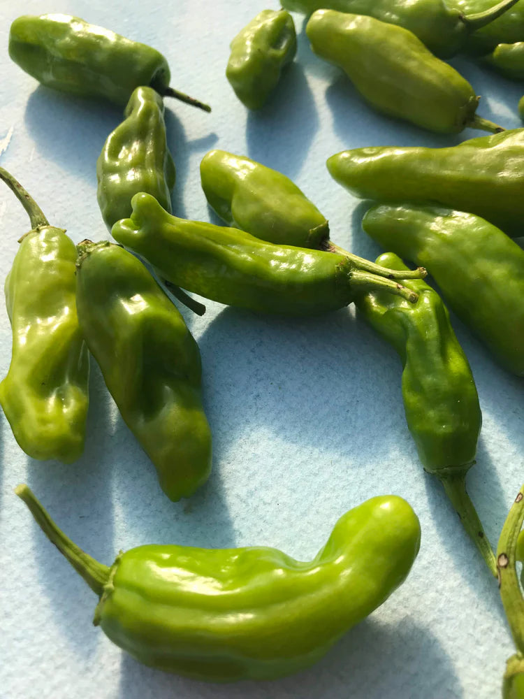 Hudson Valley Seed Co. Shishito Pepper Seeds - Thumbnail 5