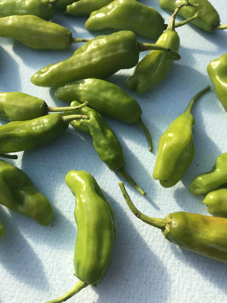 Hudson Valley Seed Co. Shishito Pepper Seeds - Thumbnail 3