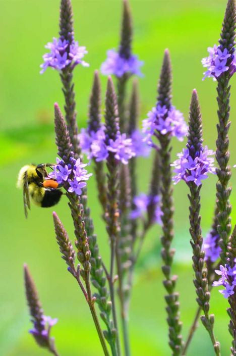 Prairie Moon Nursery - Blue Vervain