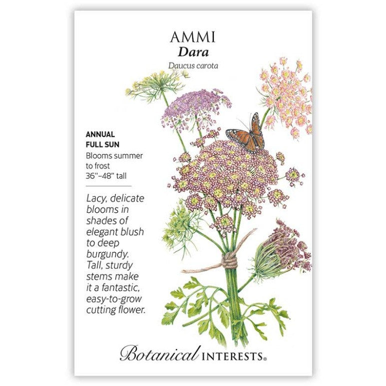 Botanical Interests - Ammi Dara