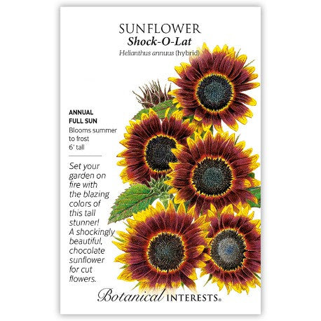 Botanical Interests - Shock-O-Lat Sunflower