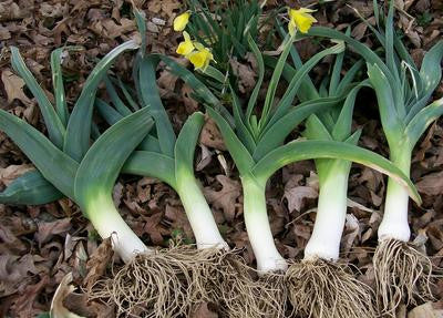 Southern Exposure Seed Exchange - American Flag Leek