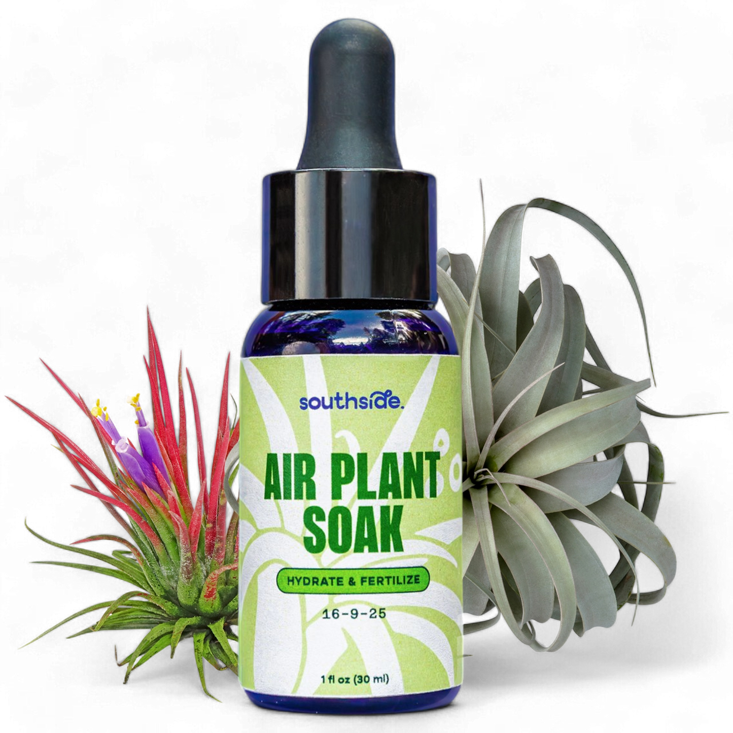 fertilizing air plants Air Plant Fertilizer
