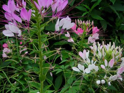 Southern Exposure Seed Exchange - Cleome (Spider Flower), Queen Mix