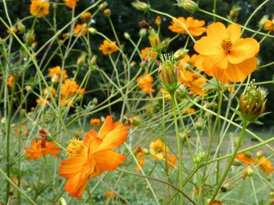 Southern Exposure Seed Exchange - Cosmos Mona's Orange