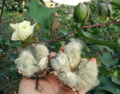 Southern Exposure Seed Exchange - Erlene’s Green Cotton