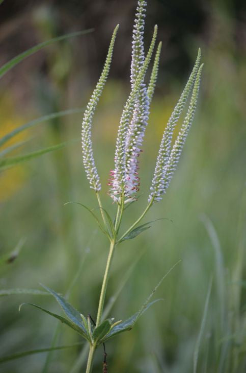 PRAIRIE MOON NURSERY – NYBG SHOP