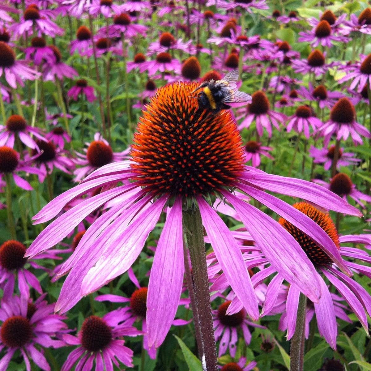 Sow the Magic Bee Balm Seed Packet - Thumbnail 3
