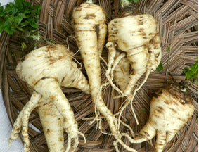 Southern Exposure Seed Exchange - Turga Parsnip
