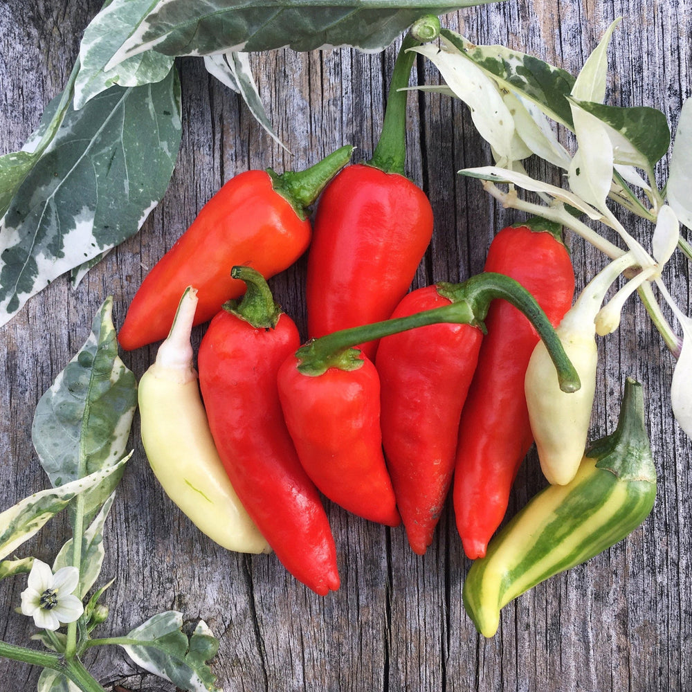 
                  
                    True Love Seeds - Fish Pepper
                  
                