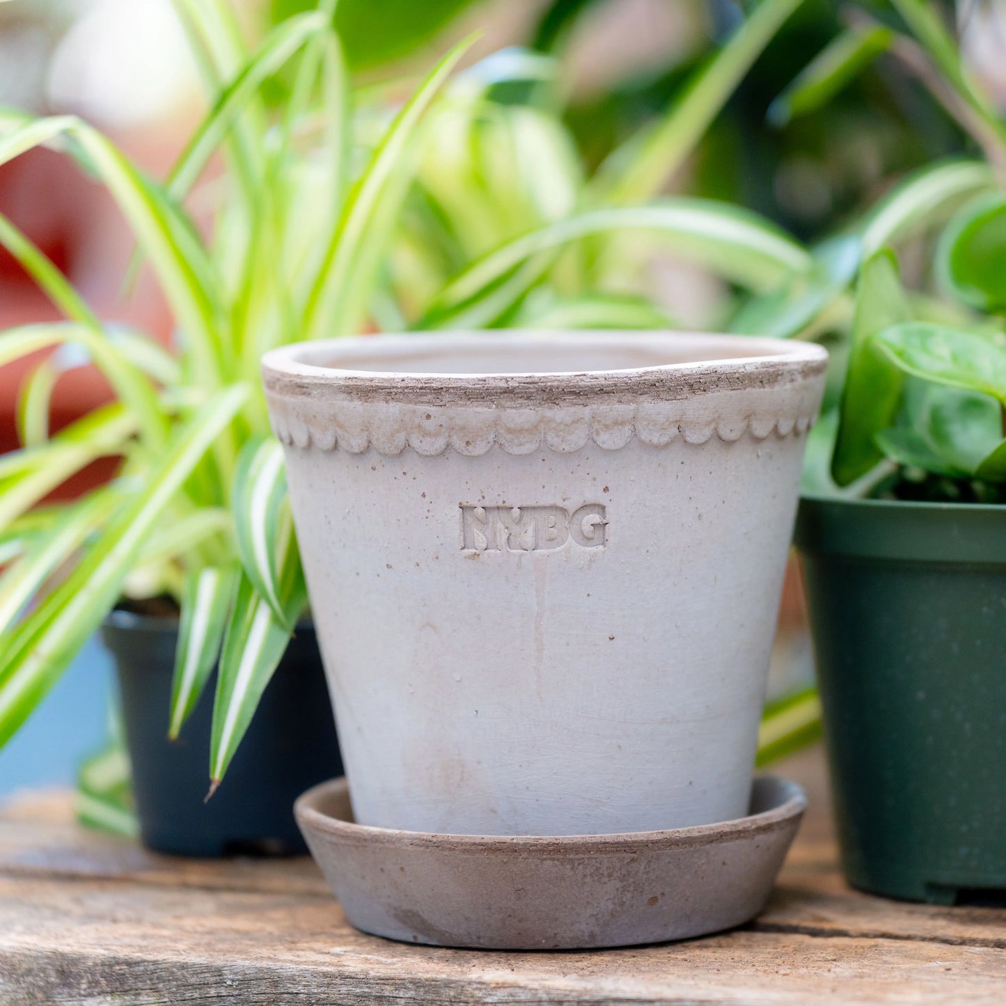 plant pot by nebel NYBG X BERGS POTTER – NYBG SHOP