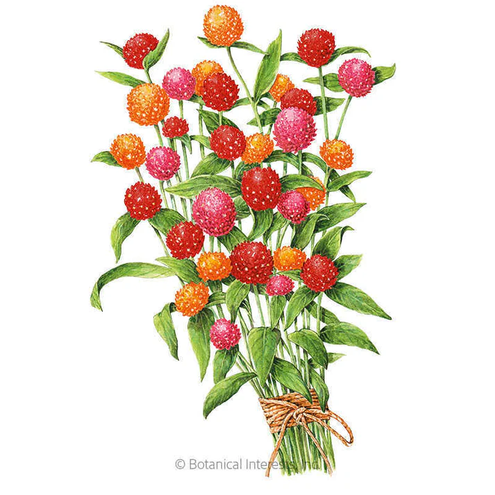 Botanical Interests Gomphrena - Thumbnail 2