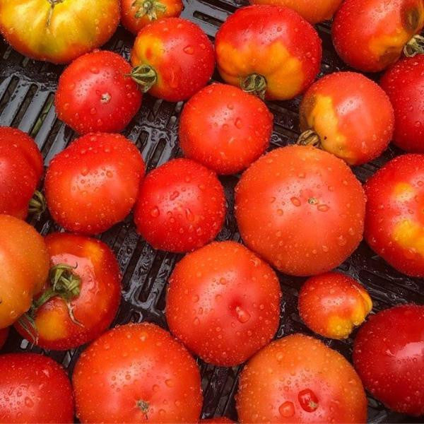 True Love Seeds - Moyamensing Tomato