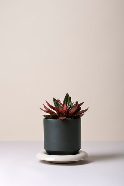 Bergs Potter Lily Saucer - Thumbnail 2