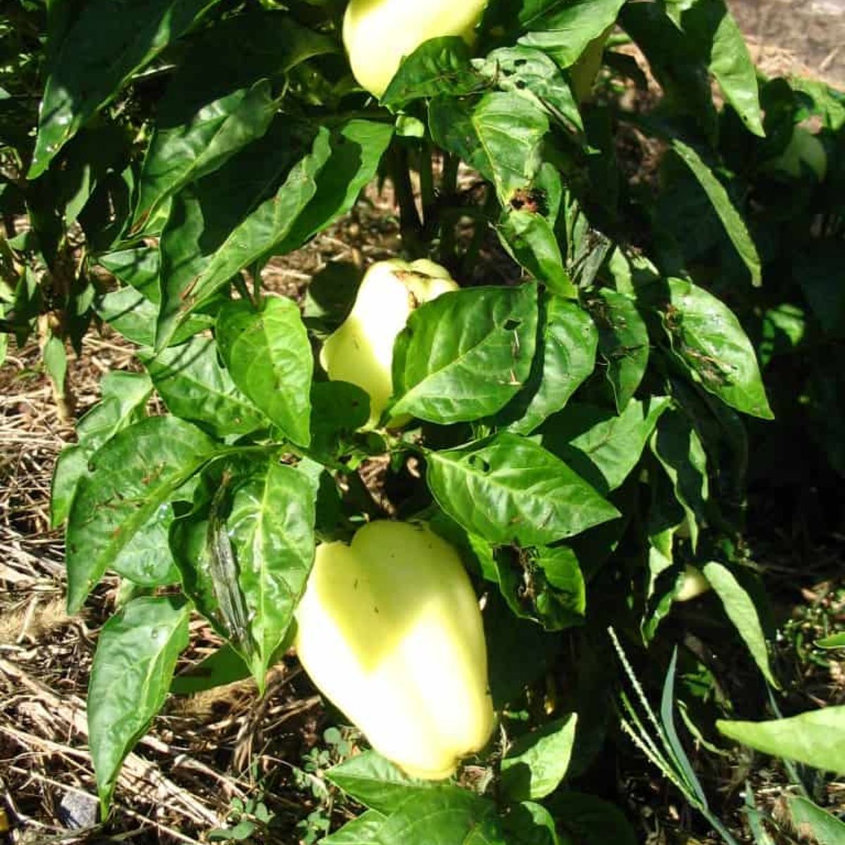 Sow the Magic Albino Bullnose Pepper - Thumbnail 5