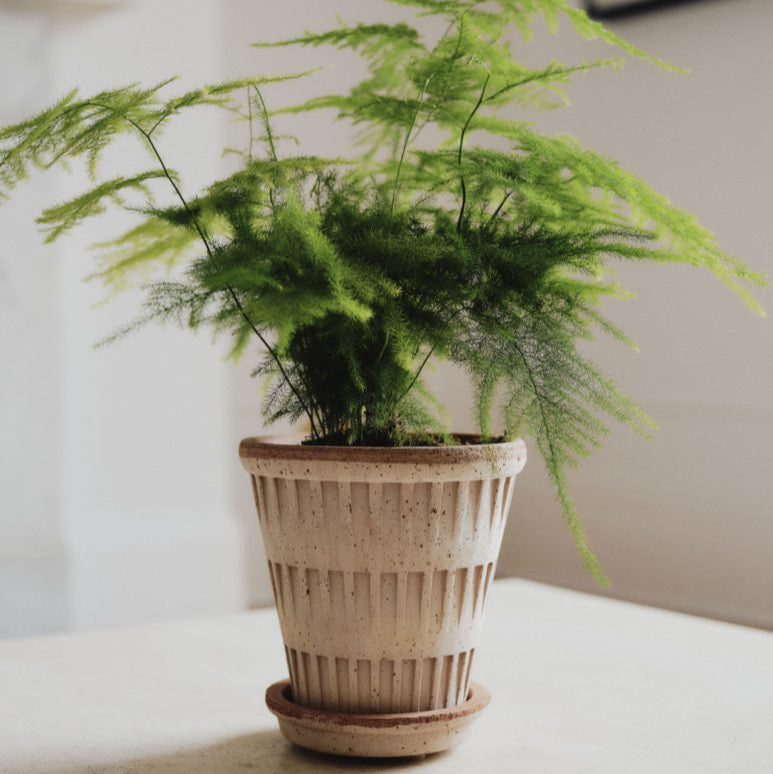 Pantheon | Bergs Potter – NYBG SHOP