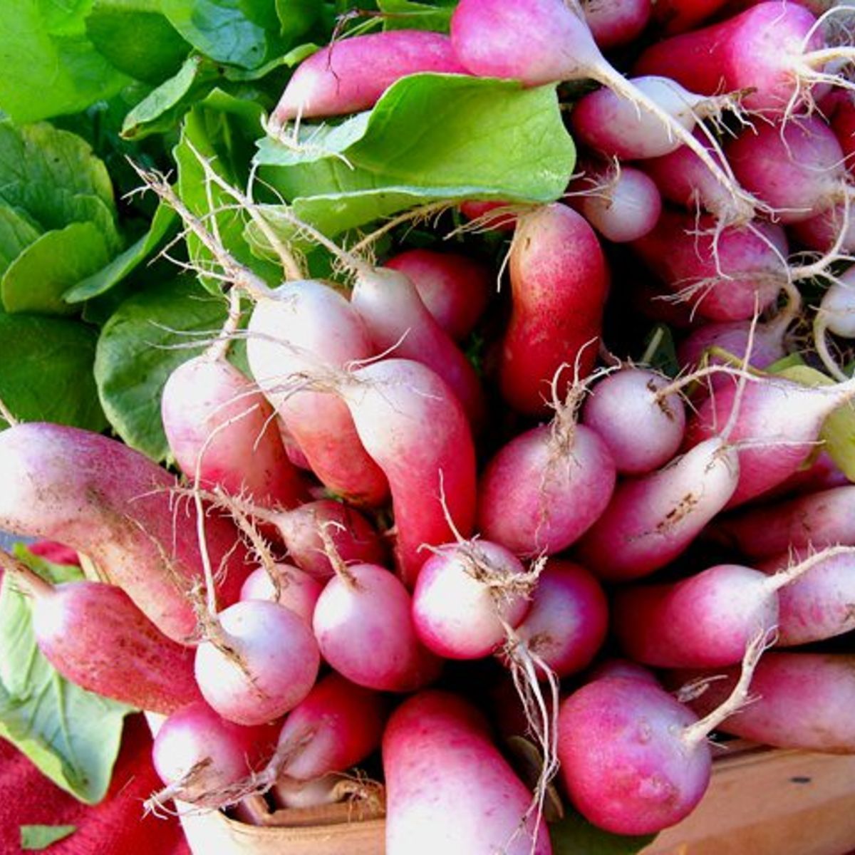 Sow the Magic French Breakfast Radish Seeds - Thumbnail 5